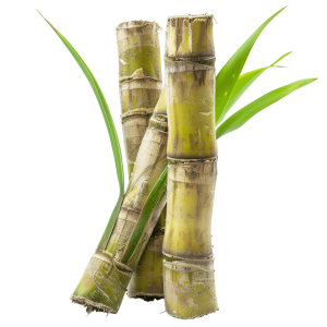 sugarcane